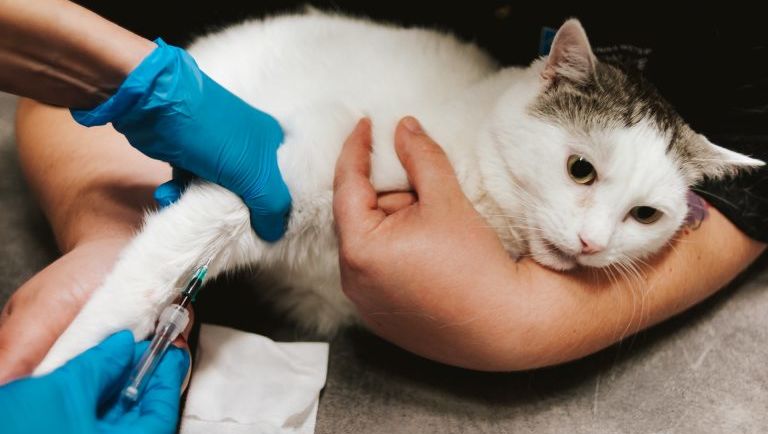 Jak oraz po co wykonywać test stymulacji kwasów żółciowych u psów i kotów?