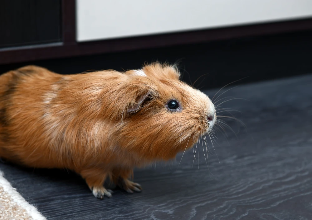 Weterynarz świnka morska Warszawa